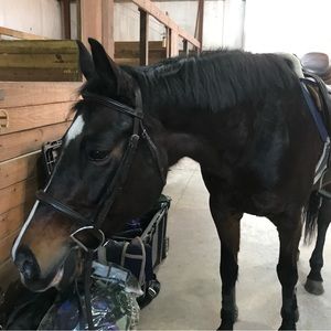 NEW Equestrian Clothing!